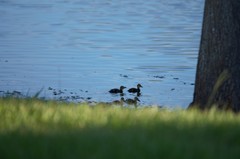 Anas platyrhynchos × fulvigula
