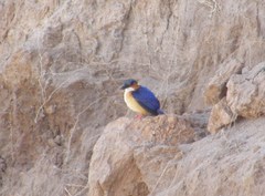 Corythornis vintsioides