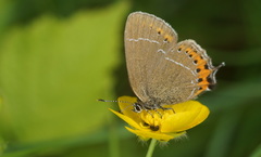 Satyrium pruni