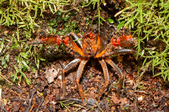 Euastacus dalagarbe