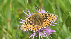 Boloria aquilonaris