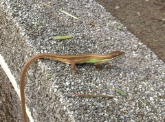 Takydromus stejnegeri