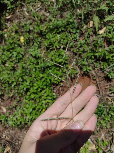 Kodo millet (Paspalum scrobiculatum)