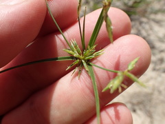 Cyperus grayioides