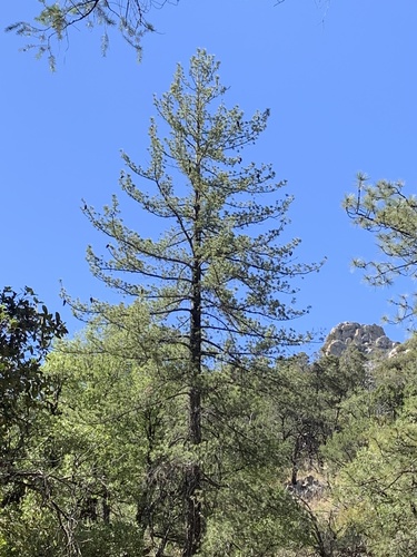 Pinus strobiformis, photographed by an iNaturalist contributor