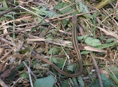 Takydromus stejnegeri