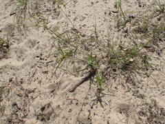 Cyperus grayioides