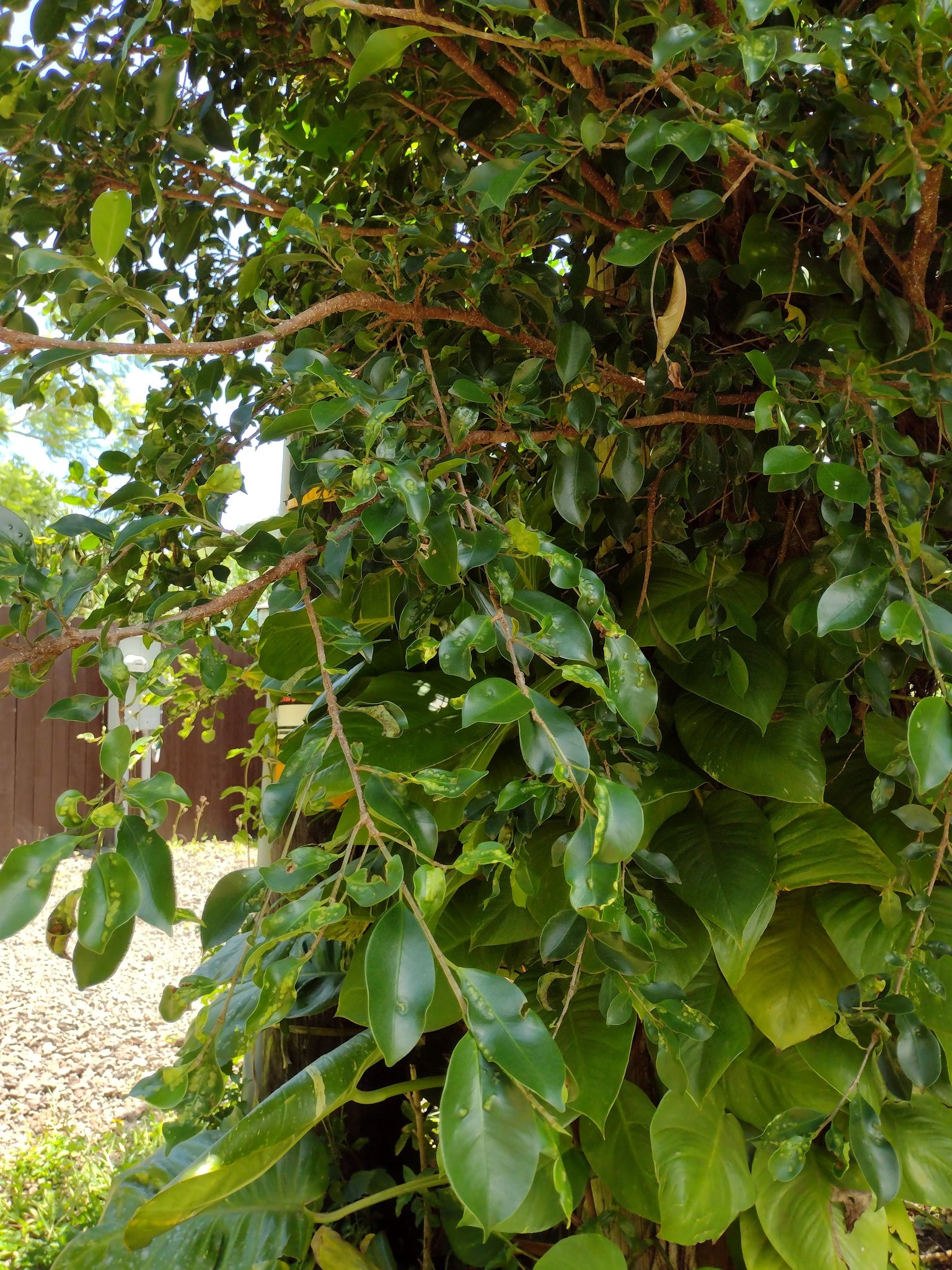 Ficus microcarpa Ginseng