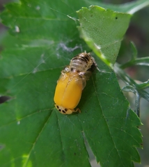 Harmonia axyridis