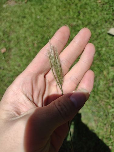 Chloris radiata observed 2022-05-30