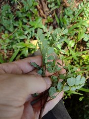 Phyllanthus leucanthus
