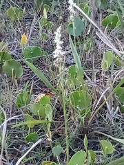 Spiranthes vernalis