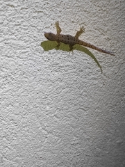 Gonatodes albogularis