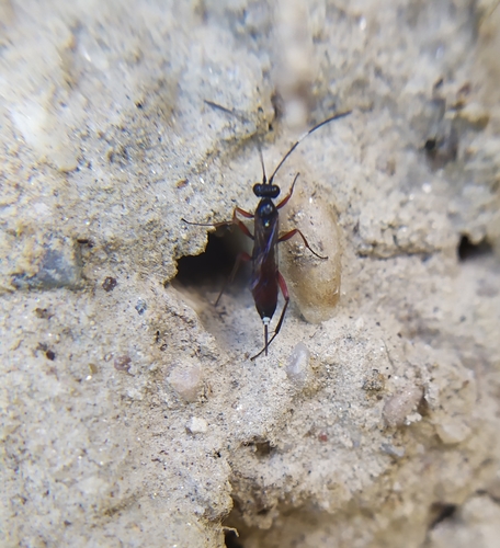 Hoplocryptus murarius