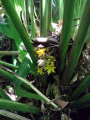 Molineria capitulata