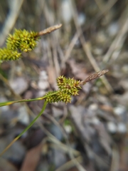 Carex
