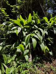 Molineria capitulata