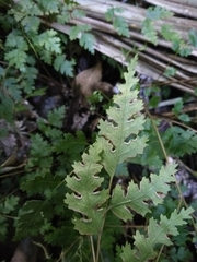 Pteris saxatilis