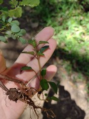 Heterotis rotundifolia