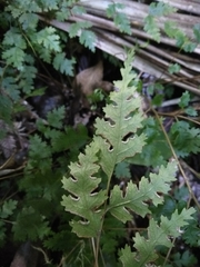 Pteris saxatilis