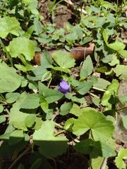 Torenia asiatica, photograph Kevin Faccenda, CC BY, iNaturalist via GBIF