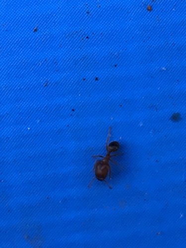 Navigating Big-headed Ant photo 5