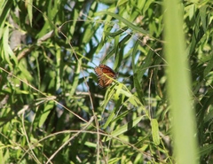 Limenitis archippus obsoleta