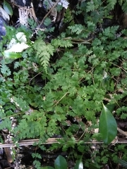 Pteris saxatilis