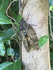 Graptopsaltria bimaculata