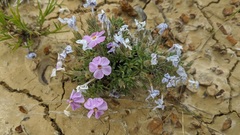 Phlox alyssifolia