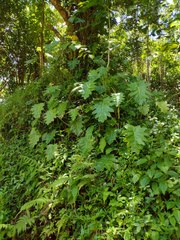 Philodendron lacerum