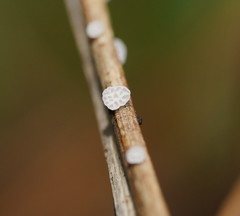 Panellus minimus
