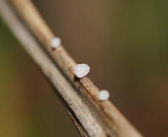 Panellus minimus