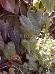Philodendron erubescens