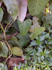 Philodendron erubescens