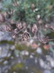 Iberis procumbens