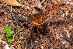 Euastacus dalagarbe