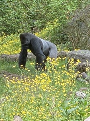 Gorilla