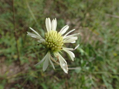 Gaillardia aestivalis winkleri