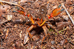Euastacus dalagarbe