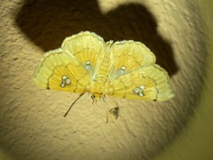 Cacographis osteolalis