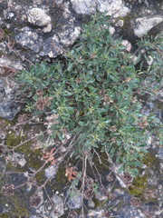 Iberis procumbens