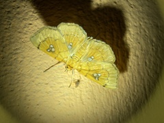 Cacographis osteolalis
