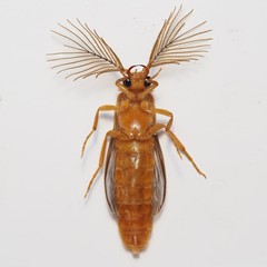 Phengodes frontalis