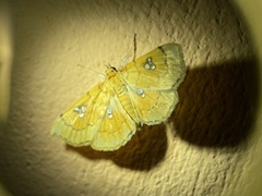 Cacographis osteolalis