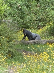 Gorilla