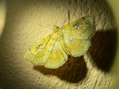Cacographis osteolalis