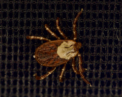 Dermacentor andersoni