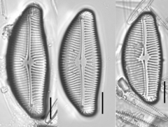 Encyonema leibleinii