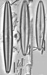 Navicula angusta